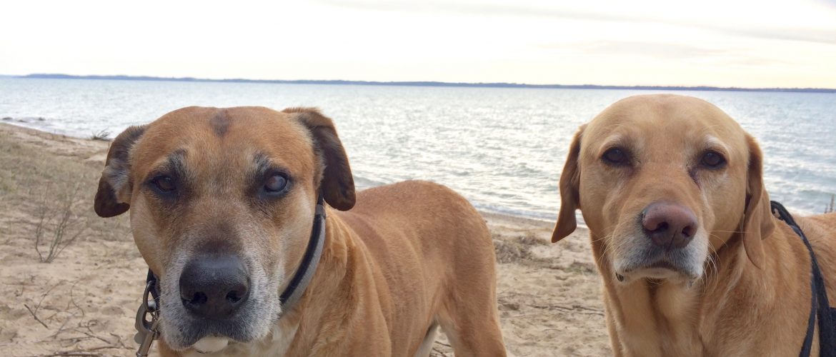 Site Update, Dogs, & See You In Texas and Rhode Island! Tame The 